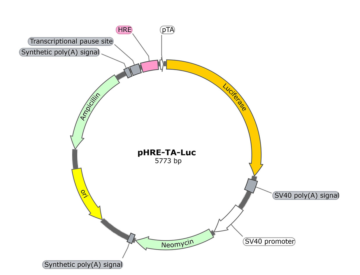 pHRE-TA-Luc (报告基因质粒)