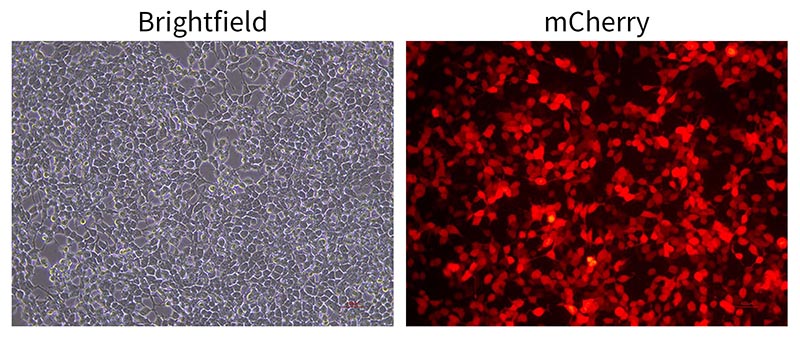 pCMV-MCS-P2A-mCherry-Flag-Pur