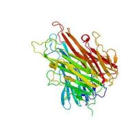 Recombinant Human GNPNAT1