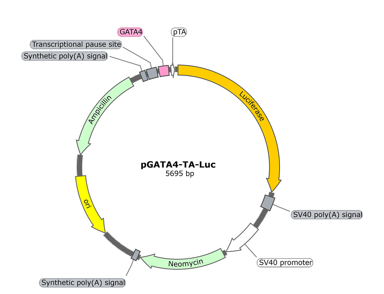 pGATA4-TA-Luc (报告基因质粒)