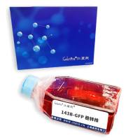 143B-GFP 稳转株