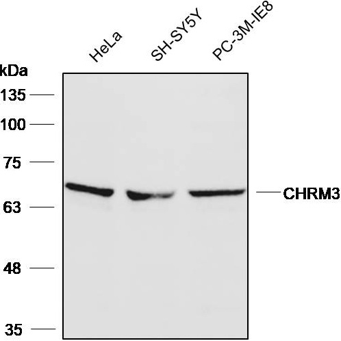 Anti-CHRM3 Polyclonal Antibody