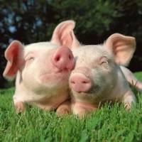 犬、猪、兔药理药效实验、饲养管理