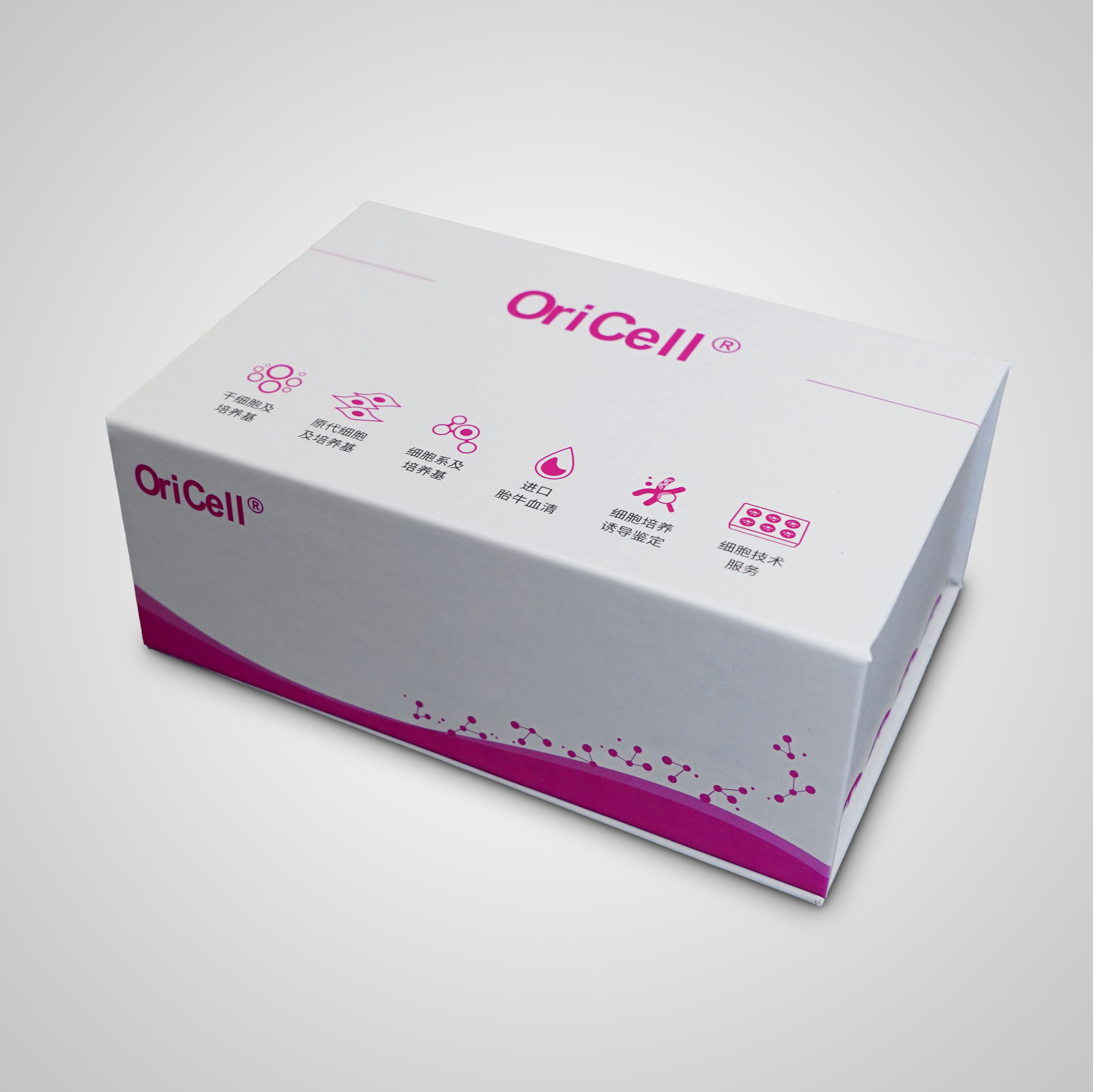 OriCell®大鼠主动脉平滑肌细胞-原代
