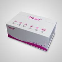OriCell®大鼠主动脉平滑肌细胞-原代