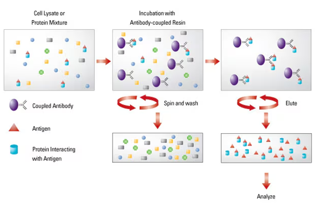 分子互作干货2丨Co-IP实验指南及常见问题