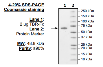 BPS Bioscience高纯度小鼠LTBR、Fc融合HiP促销