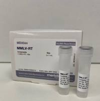 MMLV 逆转录酶,MDX044