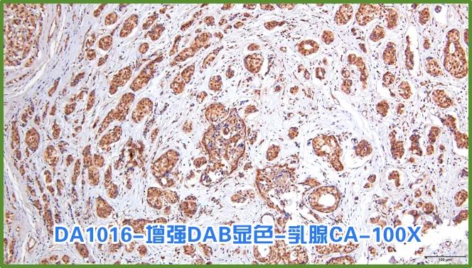 染色液|夏日大作战