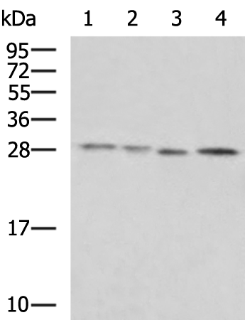 Anti-CIDEC Polyclonal Antibody