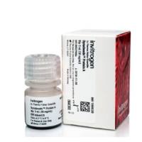 用于免疫沉淀的 Dynabeads™ （免疫磁珠）蛋白 A