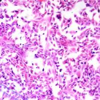 检测服务丨细胞HE染色实验