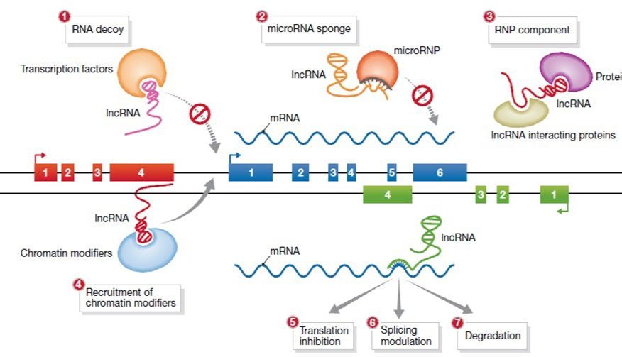 LncRNA数据深度挖掘工具——RIP技术