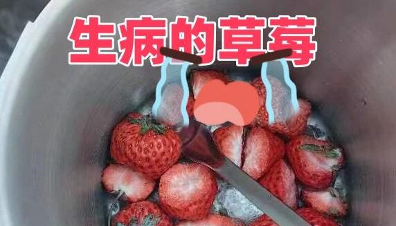 感染了粉病的草莓想提取其体内感染的真菌核酸用智能匀浆机可以完成吗？