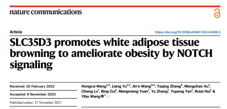 阜外医院汪一波教授团队揭示SLC35D3对肥胖及能量代谢调控新机制