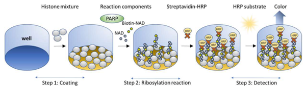 BPS Bioscience促销：PARP1比色测定试剂盒