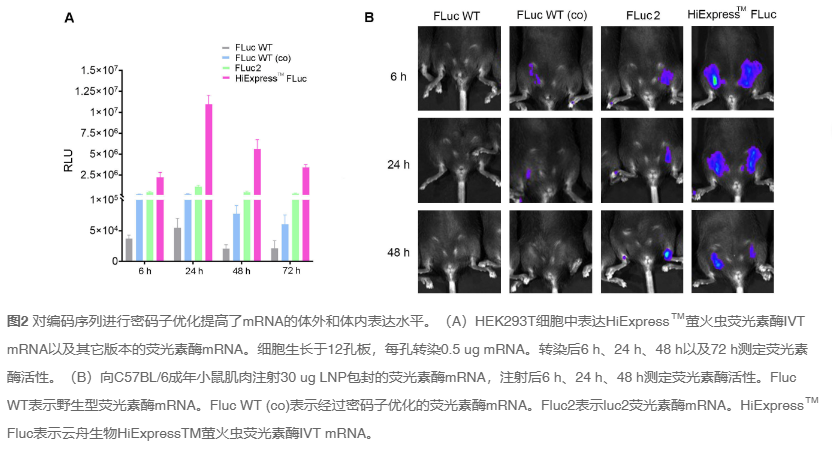 治疗性IVT RNA开发