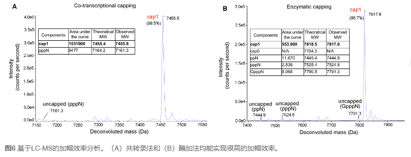 治疗性IVT RNA开发