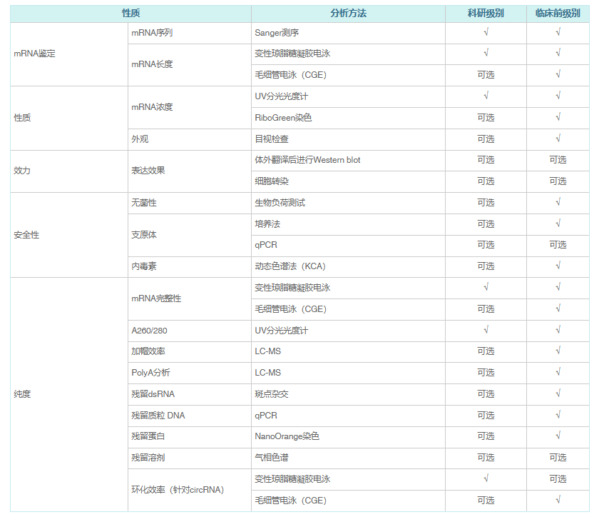 治疗性IVT RNA开发