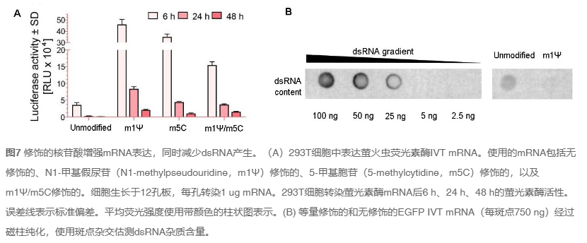 治疗性IVT RNA开发
