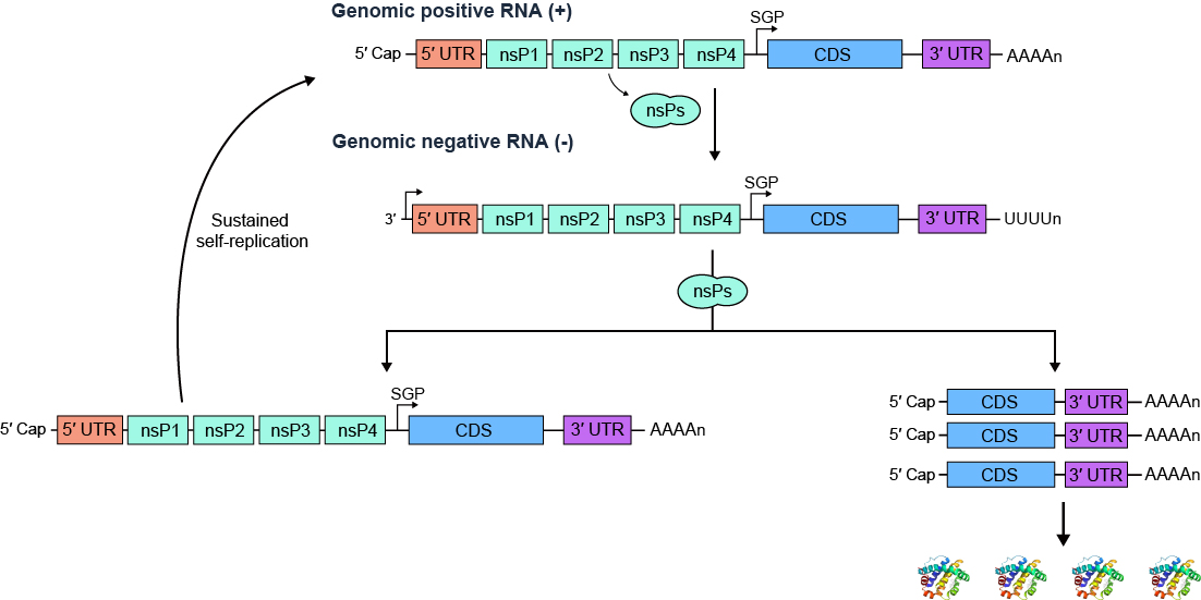 Mechanism_of_saRNA_replication.jpg IVT saRNA制备