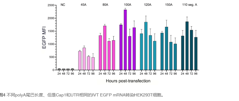 治疗性IVT RNA开发