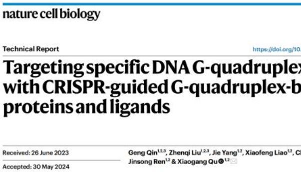 客户文章 | Nat Cell Biol：曲晓刚团队开发特异性靶向DNA G-四链体新技术
