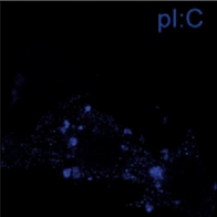 匈牙利Scicons 抗dsRNA单克隆抗体
