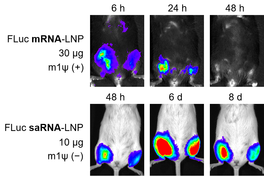 IVT saRNA expression in mice.jpg IVT saRNA制备