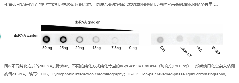 治疗性IVT RNA开发