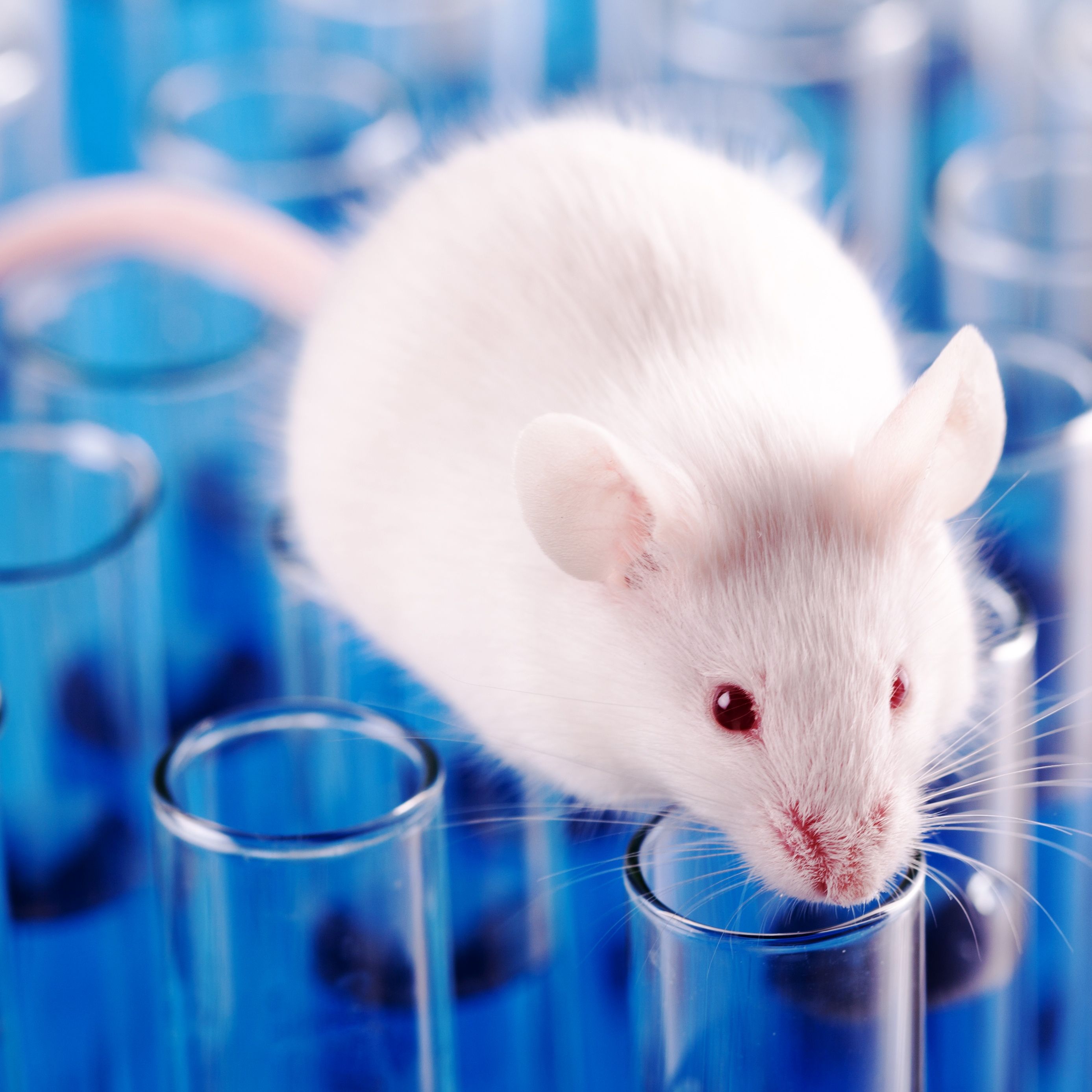 AN-NSG-hIL15 | NK细胞体内药效 | hIL15小鼠 | hIL-15人源化重建小鼠服务