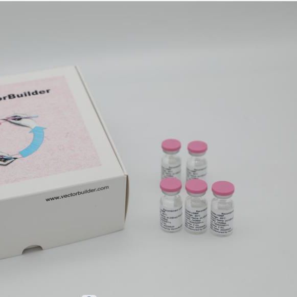 治疗性IVT RNA开发