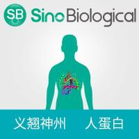 Renin重组蛋白|Recombinant Human Renin Protein (66R/K, His Tag)