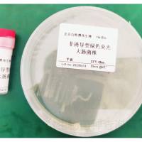 诱导型绿色荧光大肠菌株