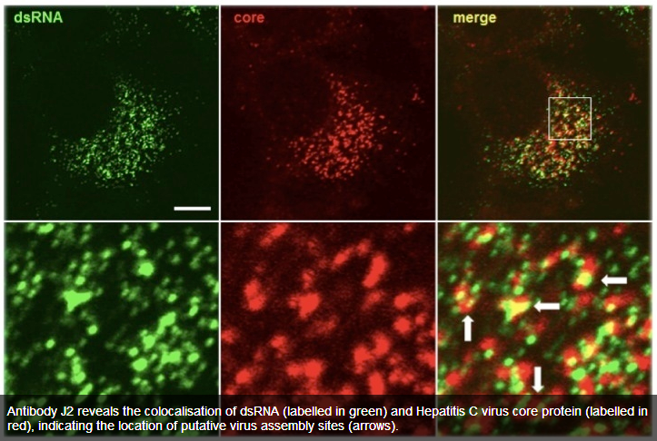 匈牙利Scicons 抗dsRNA单克隆抗体