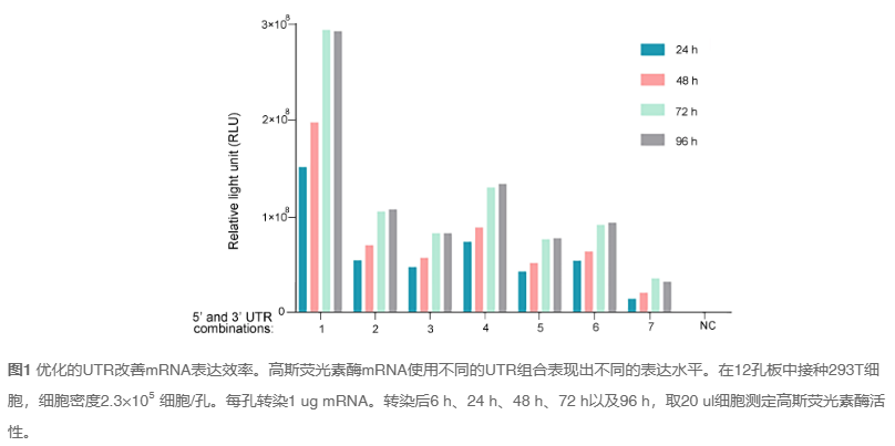 治疗性IVT RNA开发