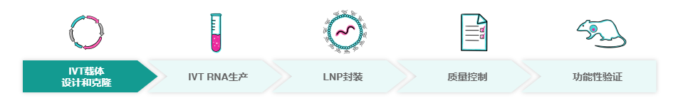 治疗性IVT RNA开发