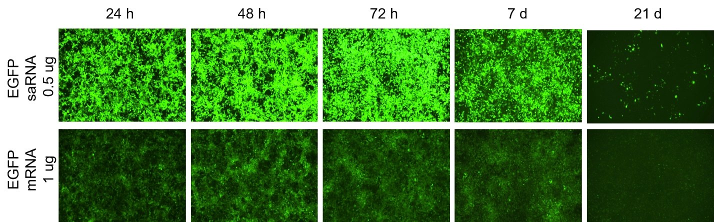 IVTsaRNA expression in HEK293T cells.jpg IVT saRNA制备
