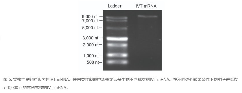 治疗性IVT RNA开发