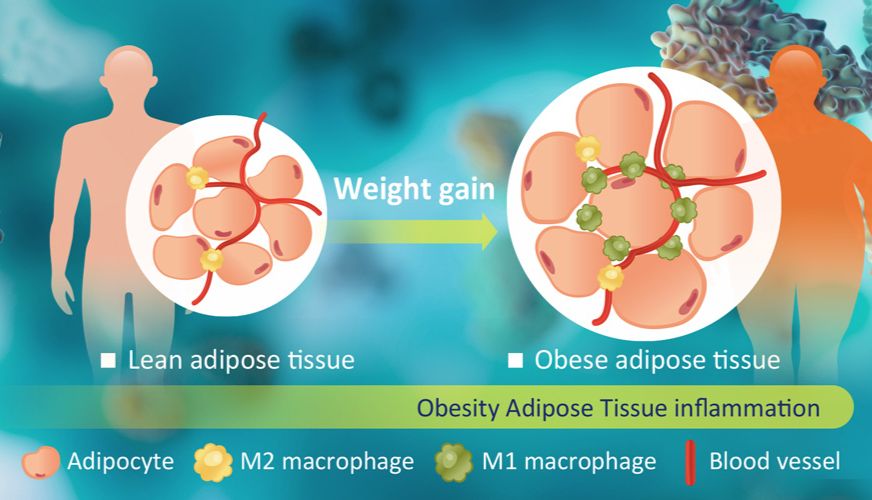GeneTex新上架肥胖研究重组单抗
