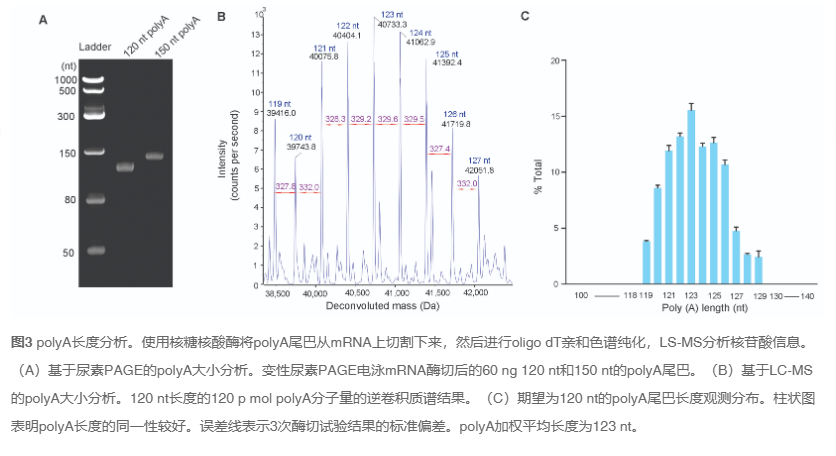 治疗性IVT RNA开发