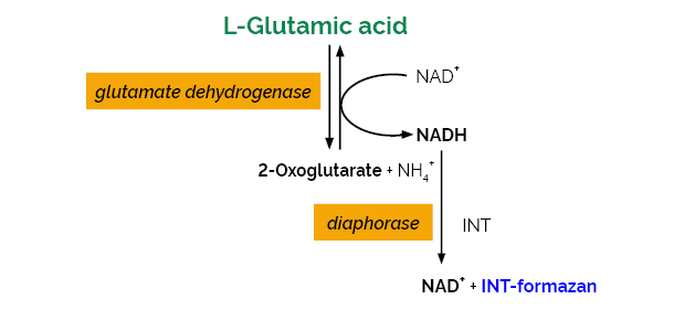 Scheme-K-GLUT GLUT Megazyme