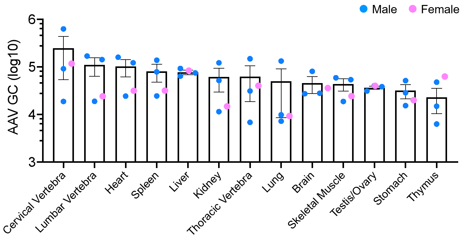 AAV组织分布鉴定