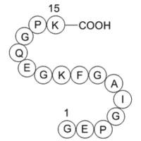 type II collagen fragment