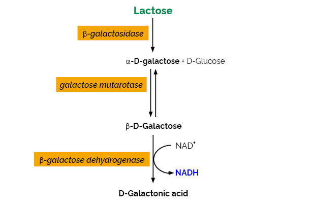 Scheme-K-LACGAR LACGAR Megazyme
