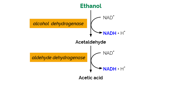 Scheme-K-ETOH ETOH megayzme