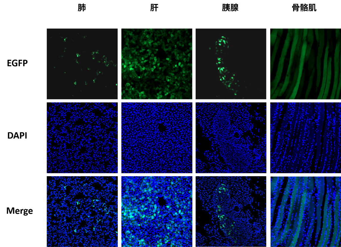 AAV组织分布鉴定