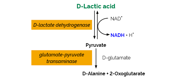 Scheme-K-DATE DATE Megazyme