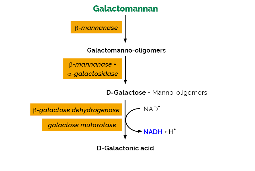 Scheme-K-GALM GALM Megazyme