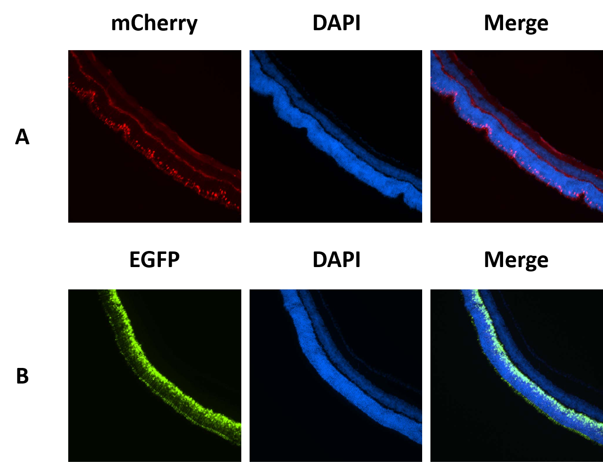 AAV组织分布鉴定